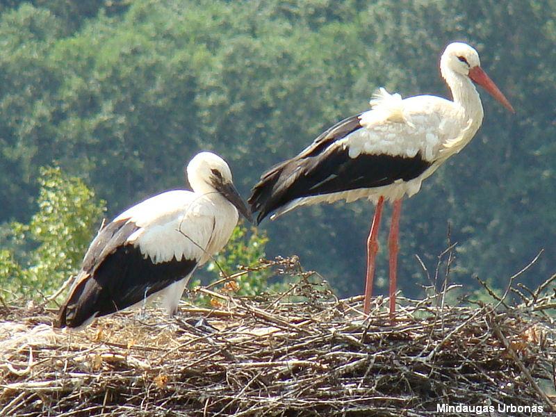 White Stork